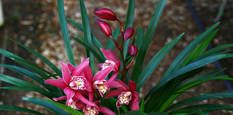 御卉阁 兰界 兰花 红贵妃 浓香型矮种 兰花苗 盆栽室内花卉四季兰建兰