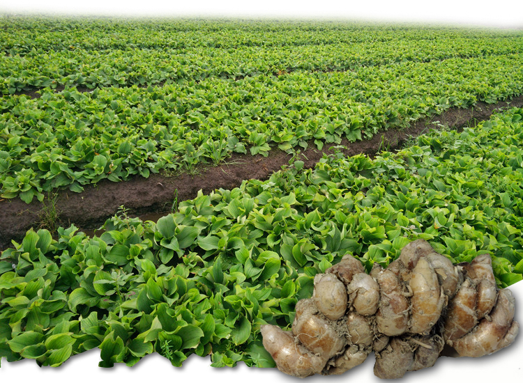 沙姜正宗广东特产白切鸡椰子鸡香料生山奈可作种子1斤