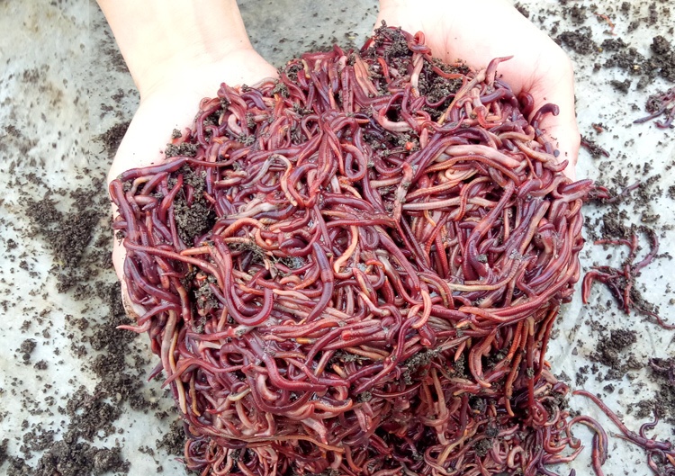 钓鱼蚯蚓散装活体红蚯蚓松土种苗鲜活体垂钓鱼饵龟粮饲料免 通货1斤
