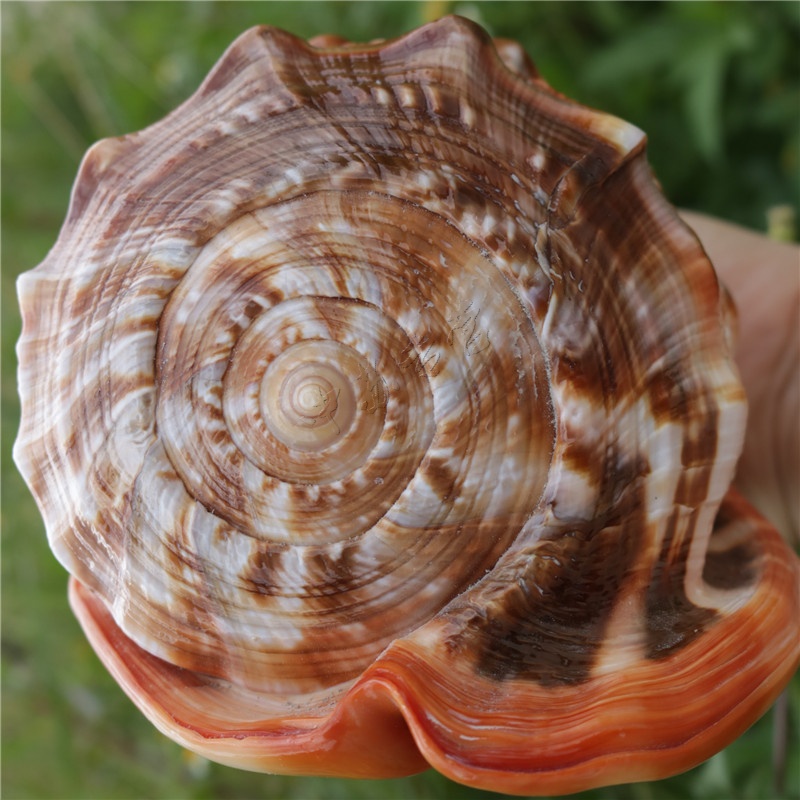 天然海螺贝壳万宝螺收藏送礼礼家居装饰创意造景摆件四大名螺14cm