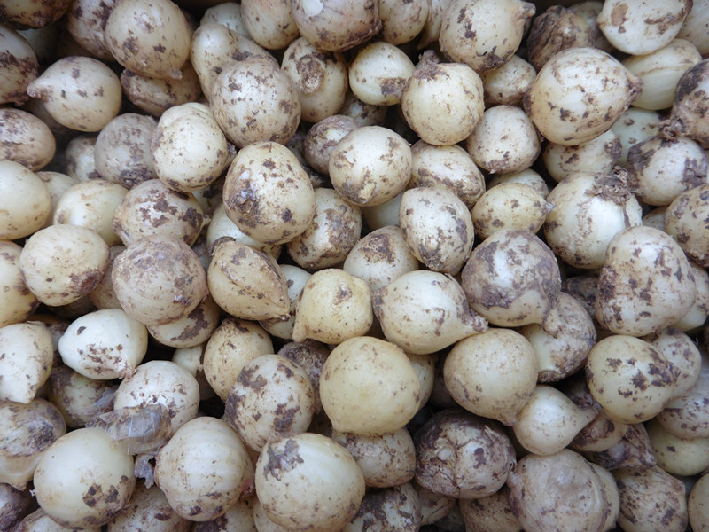 水净园 四川新鲜苦藠团葱菲白小根葱 5kg