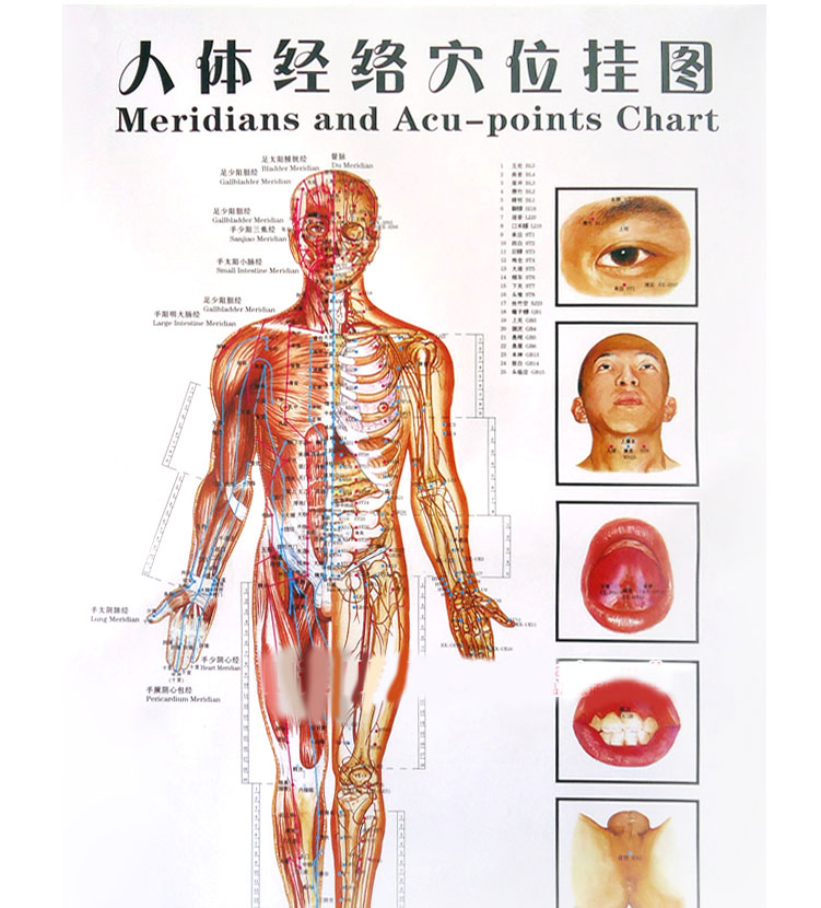 採藥師caiyaoshi人體經絡圖穴位圖高清正面圖