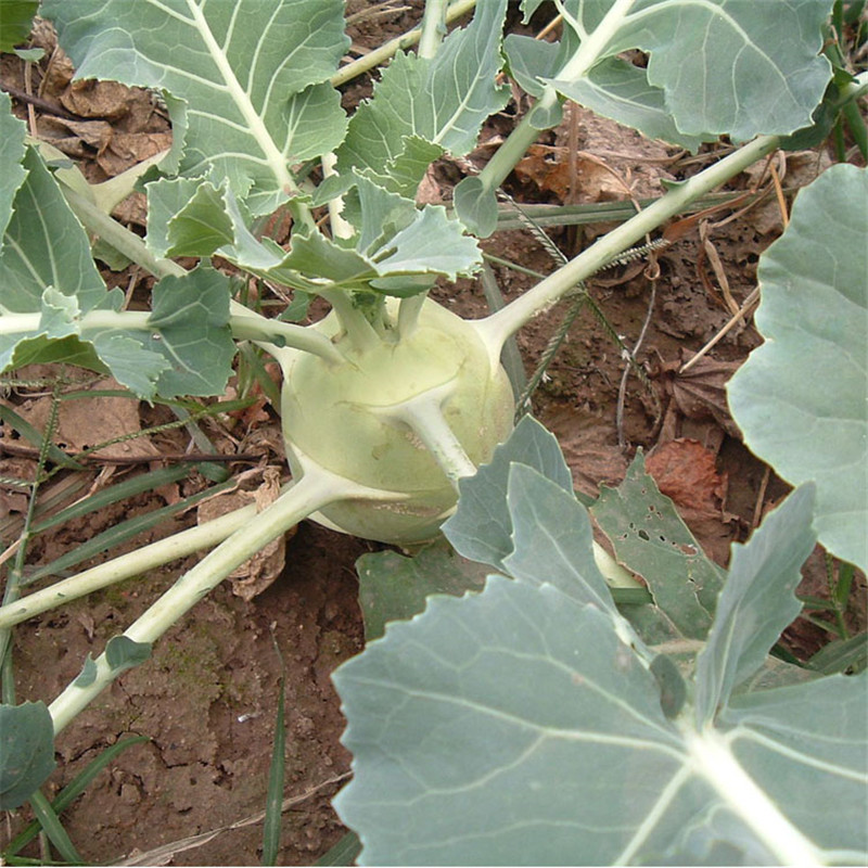 博多客 新鲜苤蓝 撇了芥蓝 大头菜 大芥菜疙瘩 苤蓝 下饭菜 10斤