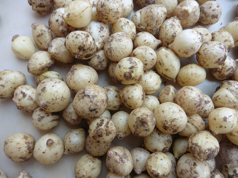 水净园 四川新鲜苦藠团葱菲白小根葱 5kg