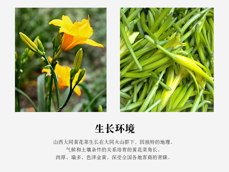 黄花菜图片功效图片