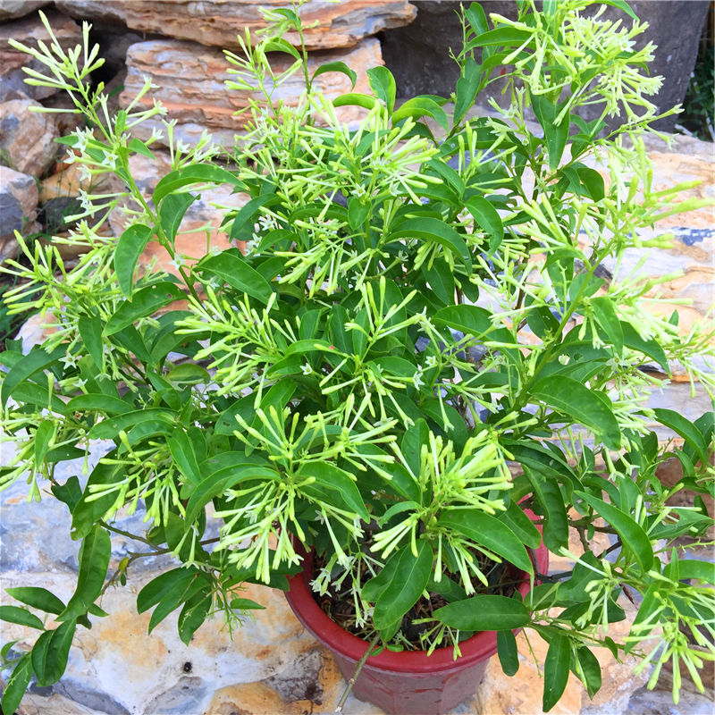 夜来香花苗 驱蚊草 阳台绿植盆栽浓香植物花卉 四季常绿状态好 夜来香