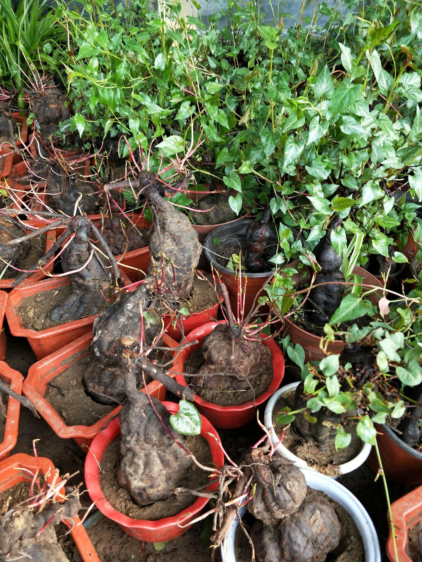 一名花匠一名花匠野生何首乌种苗庭院盆栽植物何首乌观赏药用价值