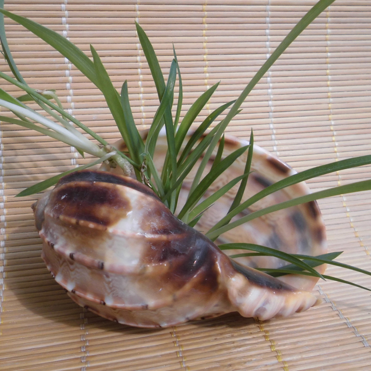 大海螺贝壳竖琴螺杨桃琴螺鱼缸水族卷贝鱼虾蟹寄居水瓶座吉祥物9cm