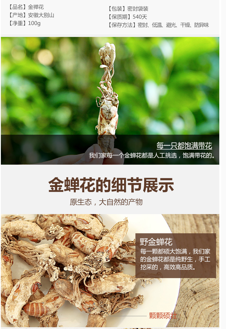 金蝉花 土蝉花蝉菌蝉蛹草蛹茸虫 大别山竹林蝉花大虫草非冬虫夏草