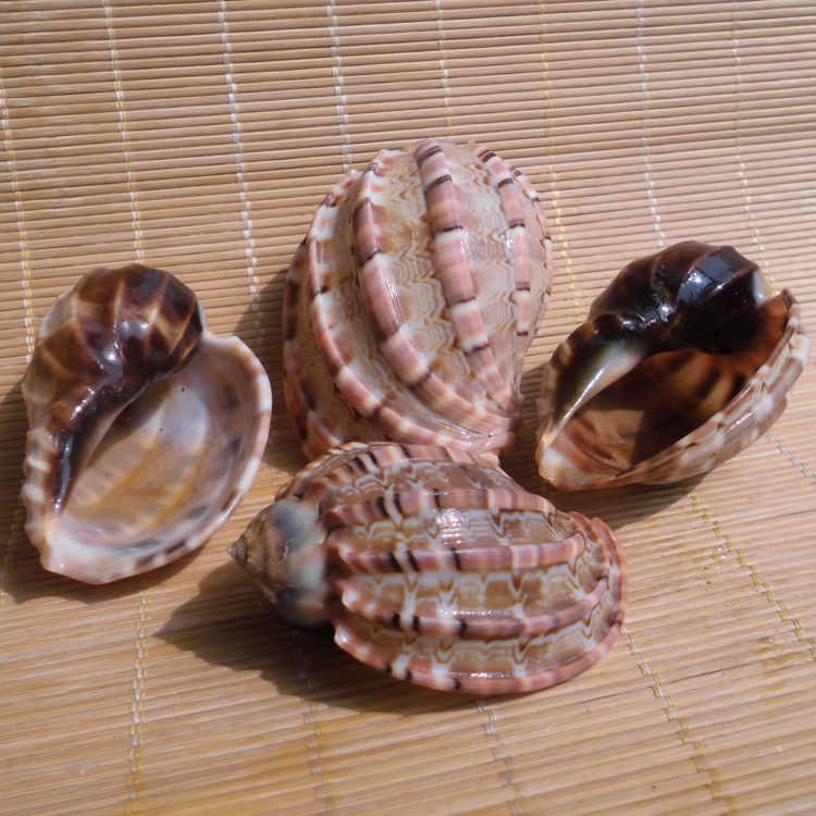 大海螺贝壳竖琴螺杨桃琴螺鱼缸水族卷贝鱼虾蟹寄居水瓶座吉祥物75cm
