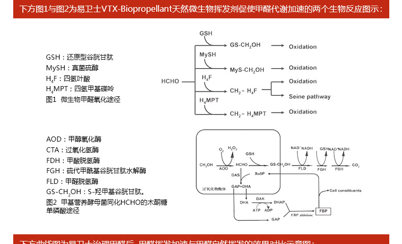 
                                                                                易卫士德国进口去除室内甲醛清除剂强力型新房装修新家具除味喷剂 (3瓶喷雾+8支雾化剂)                