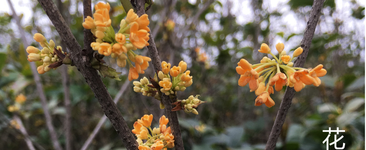 桂花小苗多少钱