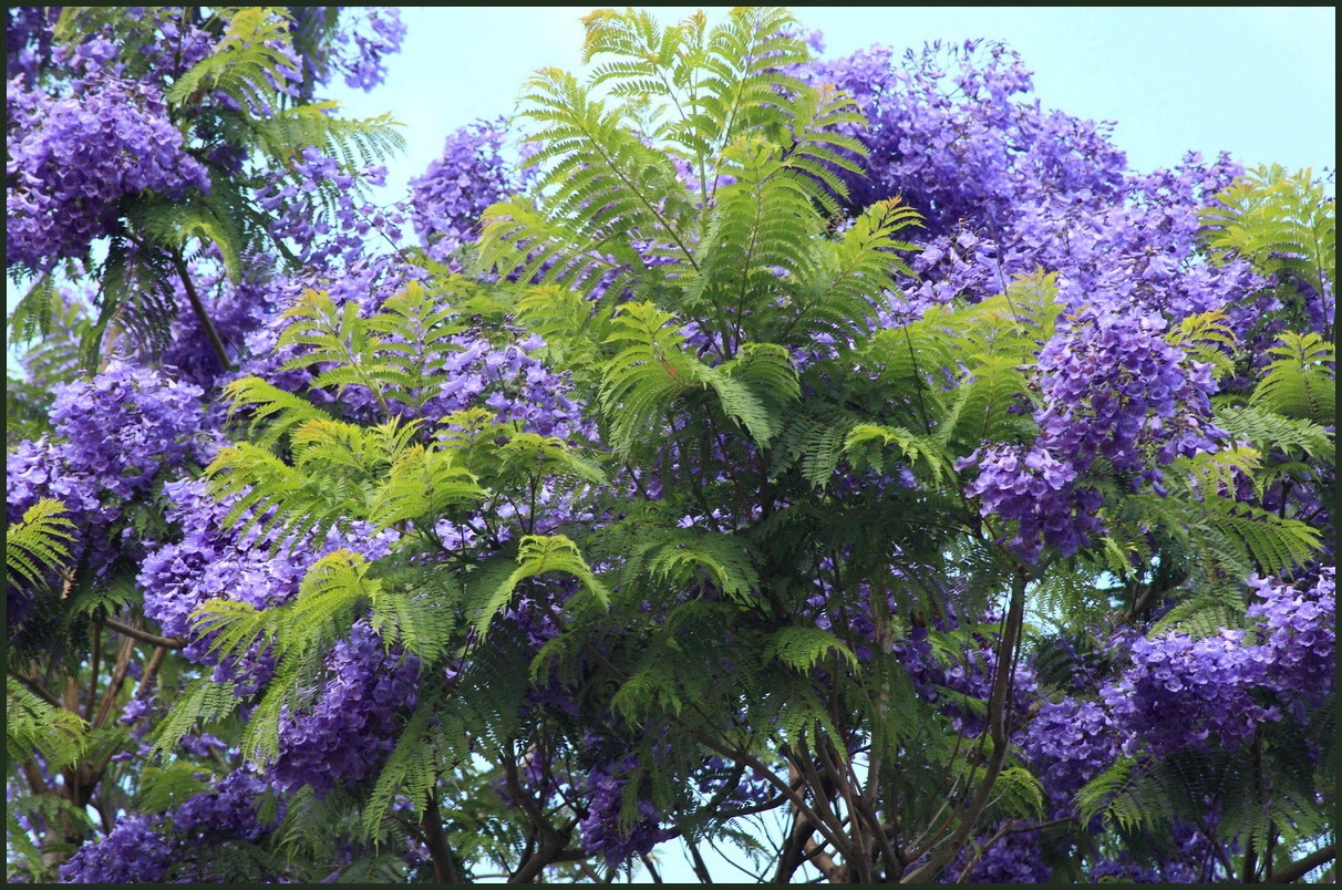 芗苒 怡香居 蓝花楹苗蓝花楹树苗蓝花楹小苗 珍贵树木 庭院蓝雾树树苗