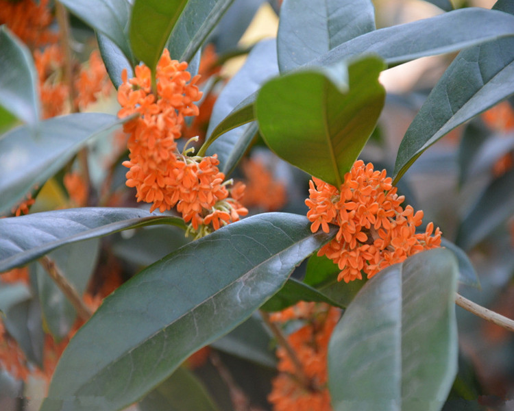 芹戀花桂花樹苗 桂花苗 桂花樹苗 籽播桂花盆栽 地栽苗 四季桂金桂