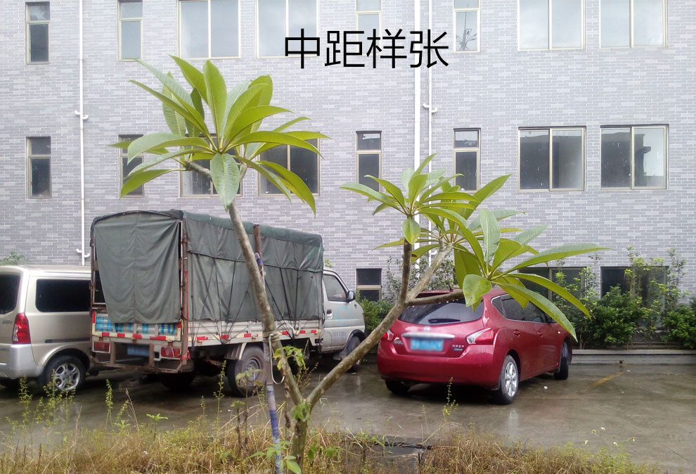 大Q手机 Q3(P9) 智能手机 移动4G 双卡双待 指纹识别 金色