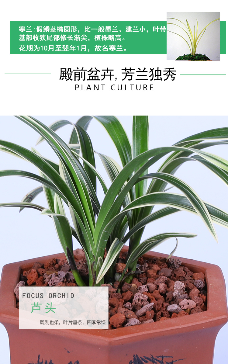 兰花大果冠凤凰冠金兰迷你浓香型金边矮种线艺建兰四季兰超迷你金兰2