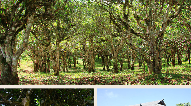 八方茶园茶叶老曼峨普洱茶熟茶饼500克勐海茗片2013