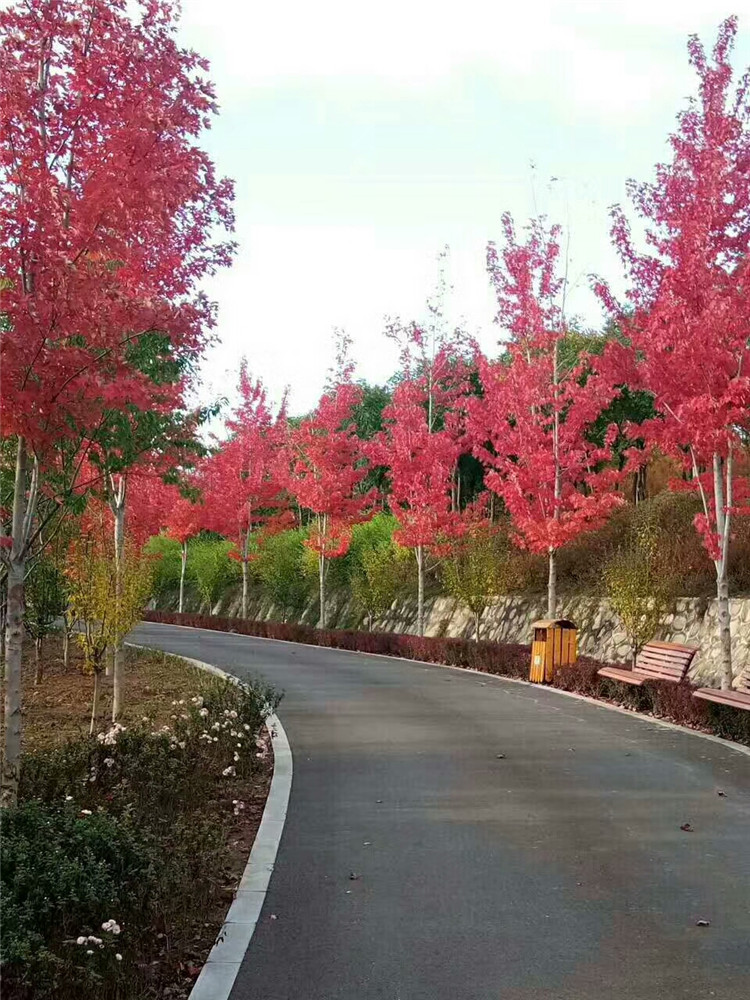 阿雨戈美国红枫树苗红点秋火焰红枫树苗庭院植物行道树绿化苗木盆栽地