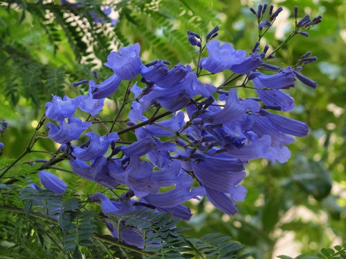 每年夏,秋两季各开一次花,盛花期满树紫蓝色花朵,十分雅丽清秀,特别