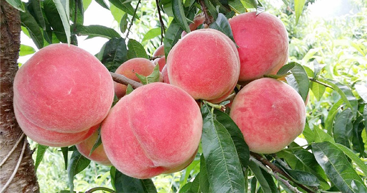 水蜜桃树苗 中华寿桃桃树苗 晚熟高产嫁接盆栽庭院黄桃树苗 川星一号