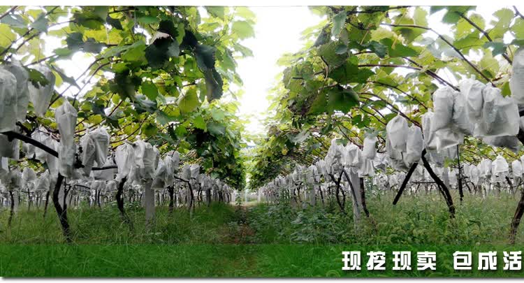 果树苗树苗批发价格