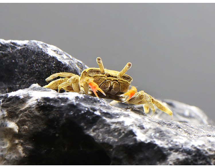 易萌迷你蟹辣椒蟹 螃蟹观赏蟹宠物蟹吃虫除藻淡水蟹爬行动物活体 2