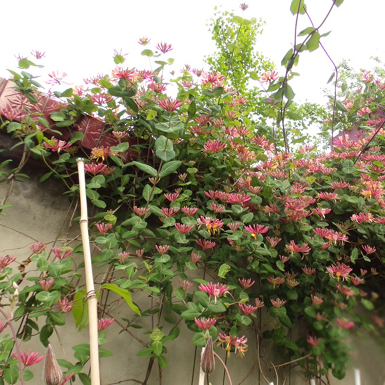 阿雨戈金銀花苗 爬藤植物樹苗南北方種植庭院陽臺樓頂盆栽攀援花卉