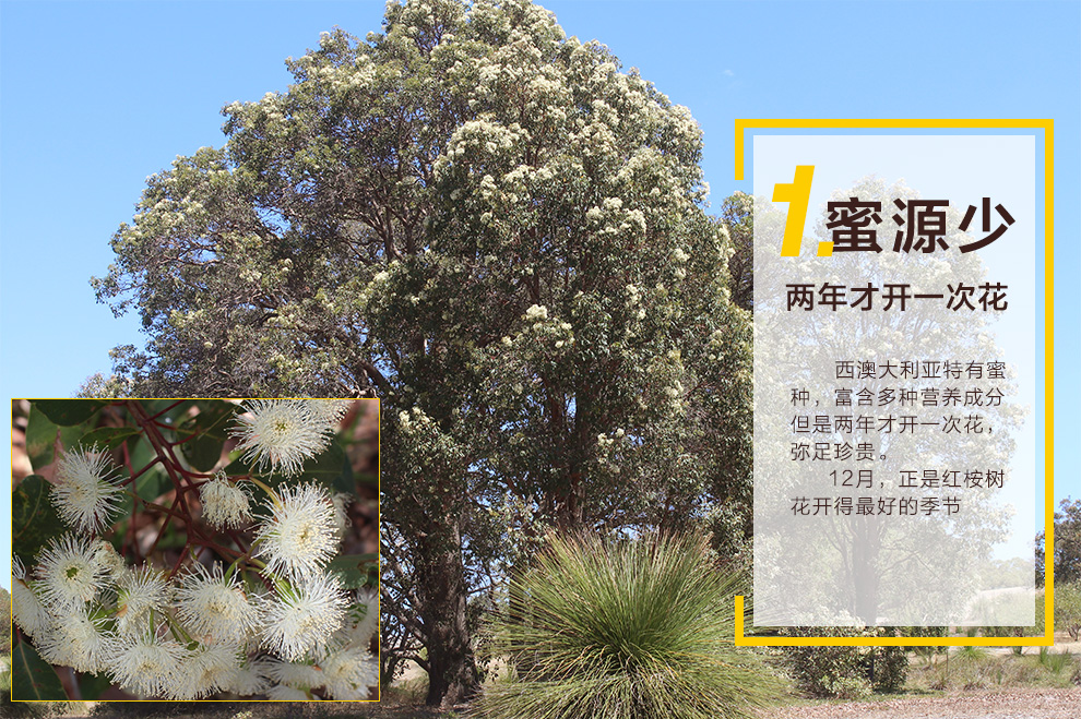 蜜娜多斯 红桉树蜂蜜 ta15 375g 澳大利亚 天然原装 进口蜂蜜 500g