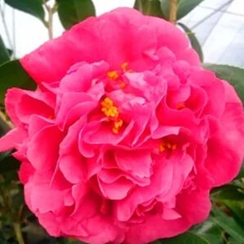 茶花苗盆栽花卉开花植物庭院室外室内阳台四季常植物百万富翁2030厘米