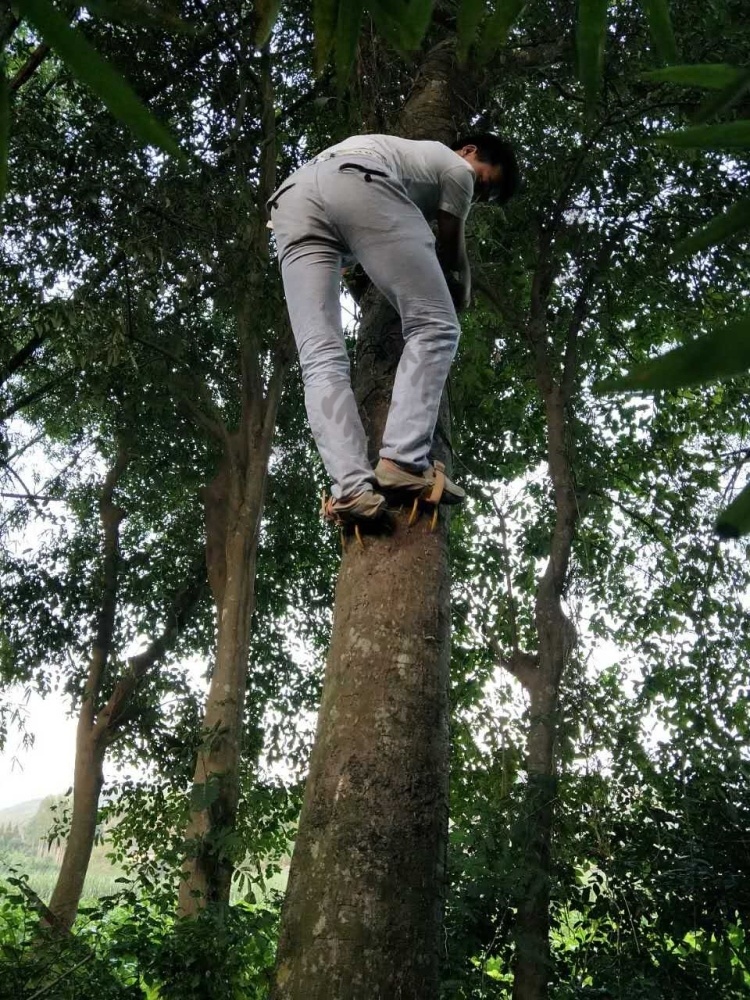 土法用绳子爬树图片