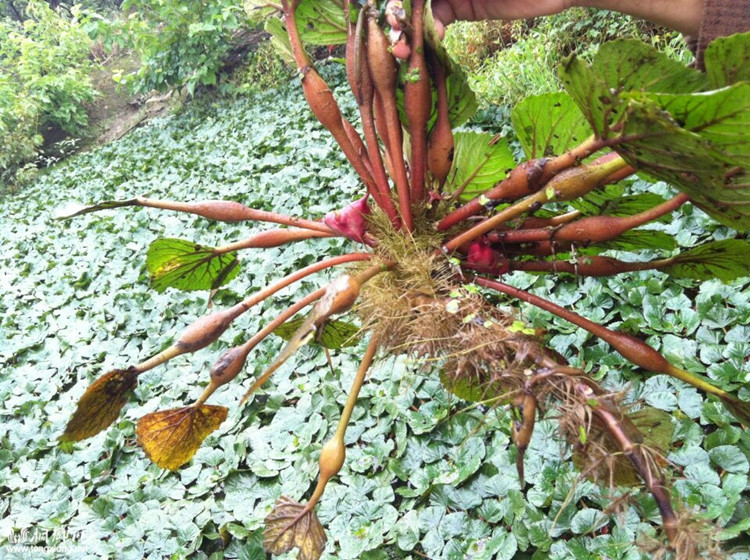 順豐 嘉興特產南湖菱角 四角菱角 2kg 紅菱角新鮮蔬菜