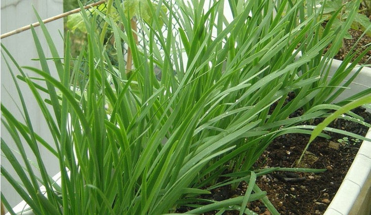 蔬菜種子韭菜種子庭院種植種子陽臺盆栽種植種子 一斤