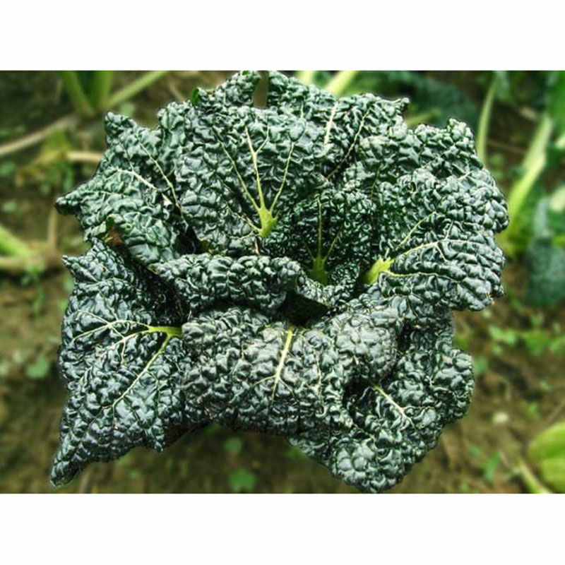 民汇园 四季小白菜种子 黑油白菜种子 乌塌菜小油菜 小白菜种子 青菜