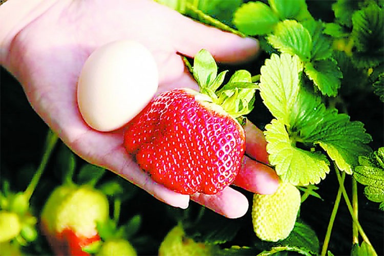 盆栽草莓苗结果草莓苗当年结果牛奶草莓苗草莓苗批发盆栽草莓苗红脸颊