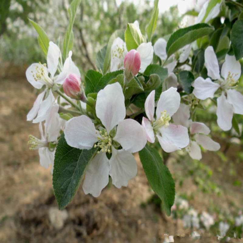 红肉苹果苗苹果树苗嫁接苗红富士南方北方种植盆栽地栽果树苗 冰糖心