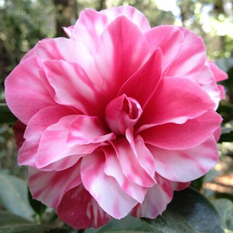 茶花苗盆栽花卉开花植物庭院室外室内阳台四季常植物百万富翁2030厘米