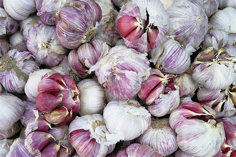 云南紫皮大蒜红蒜新鲜蒜 红皮大蒜土蒜 2.5kg