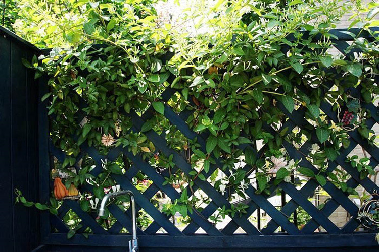 金银花苗爬藤植物树苗南北方种植庭院阳台楼顶盆栽攀援花卉红花黄花