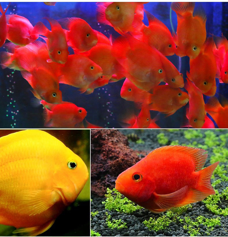 易萌鹦鹉鱼活体发财鱼 热带观赏鱼血鹦鹉鱼黄金鹦鹉鱼淡水鱼 黄色