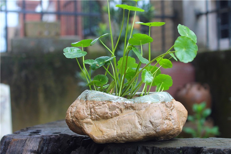 北园湖 陶盆 石头花盆 手工精品 菖蒲小盆景 铜钱草多肉植物盆花器