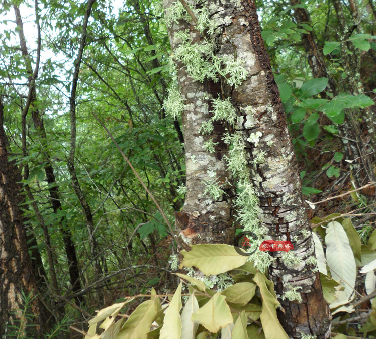 树花菜哀牢山绿色天然胡须菜彝家特色菜凉拌菜500克