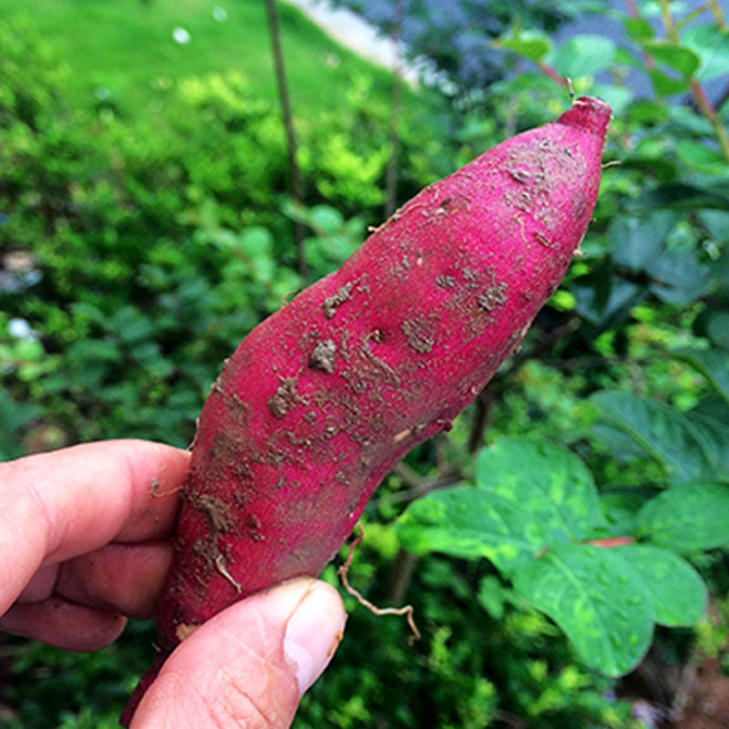 海南富硒地瓜 澄迈地瓜桥头地瓜海南红薯 5斤精品果(单果2-7两)