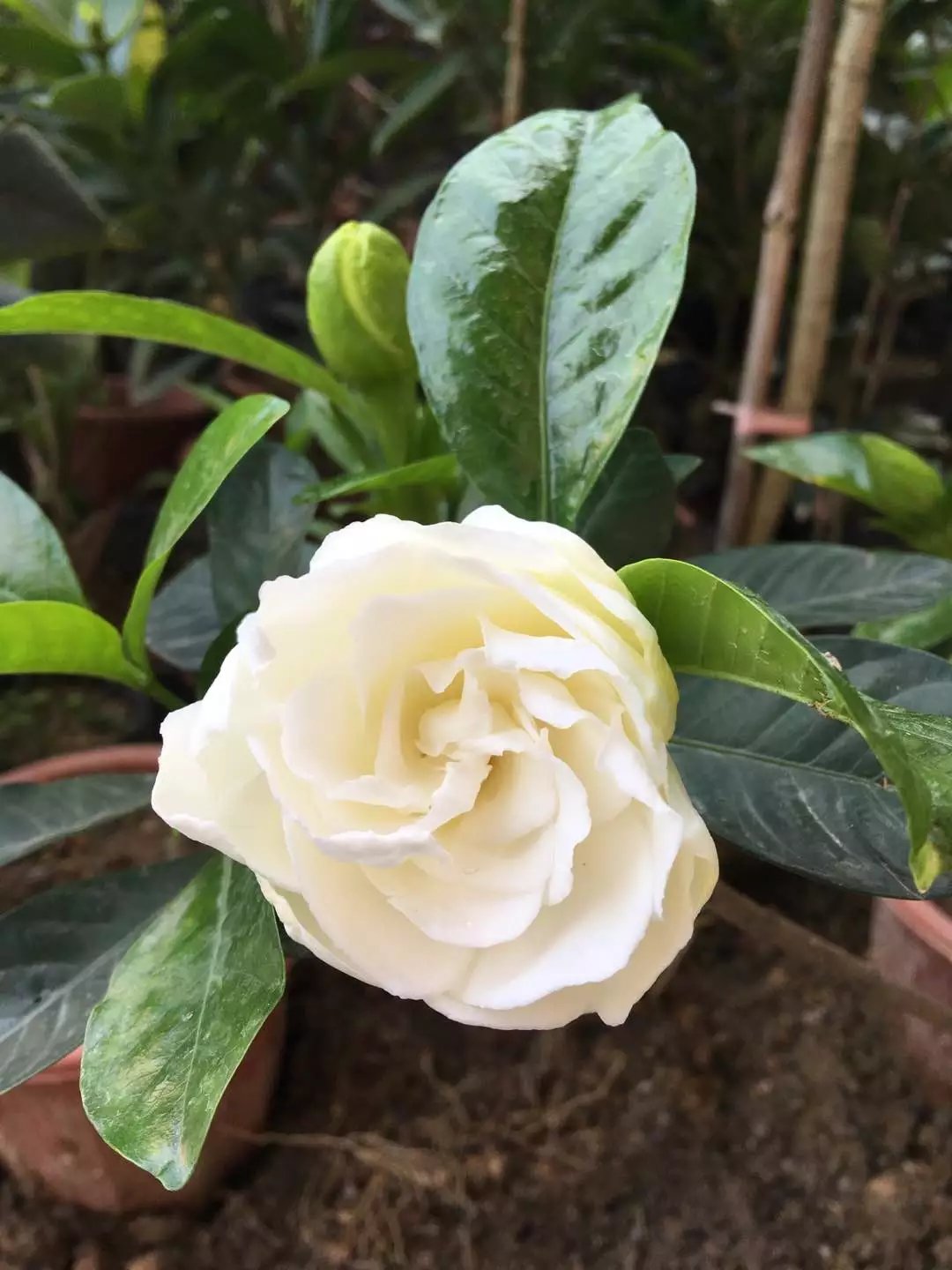 带花苞小叶栀子花盆栽 浓香满屋丛生牡丹栀子花 独杆牡丹栀子花室外