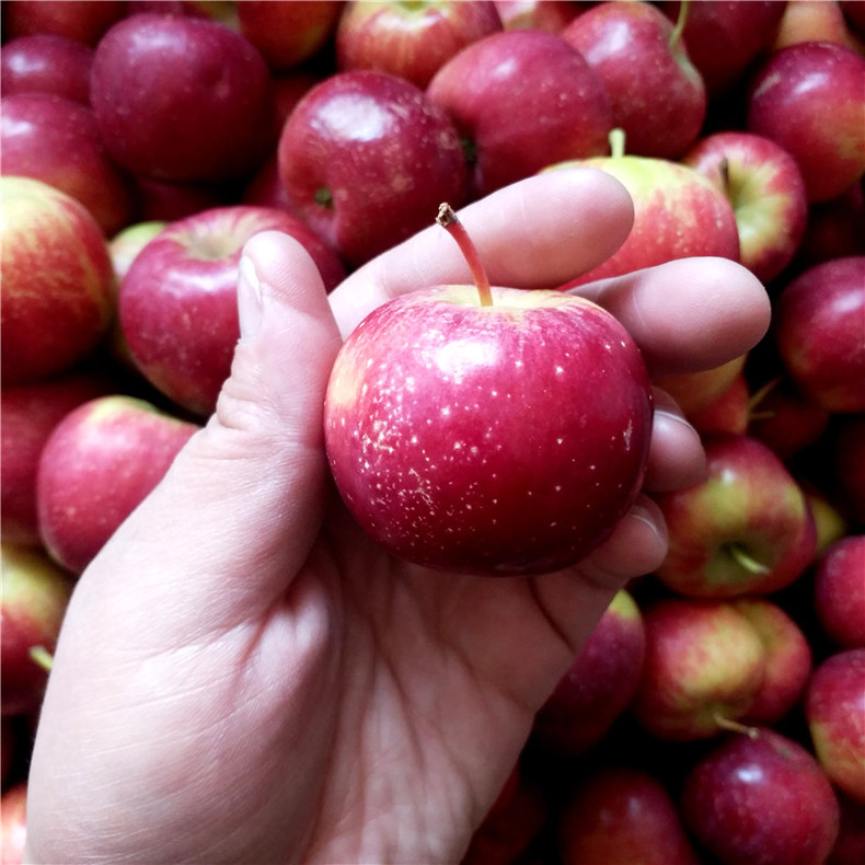 龙丰果 东北大秋果 脆沙果 龙秋果 特产新鲜水果