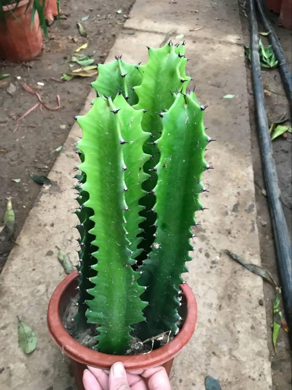 多肉巴西龙骨花量天尺仙人柱龙骨嫁接彩麒麟 龙骨嫁接彩麒麟35-45厘米