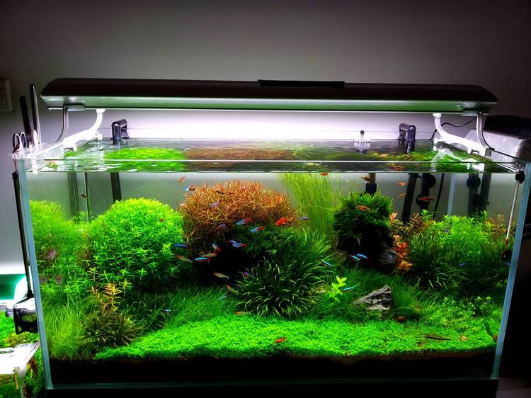 水族箱生态鱼缸造景水草种子套餐前景草后景草种子速成草皮爱情草20克