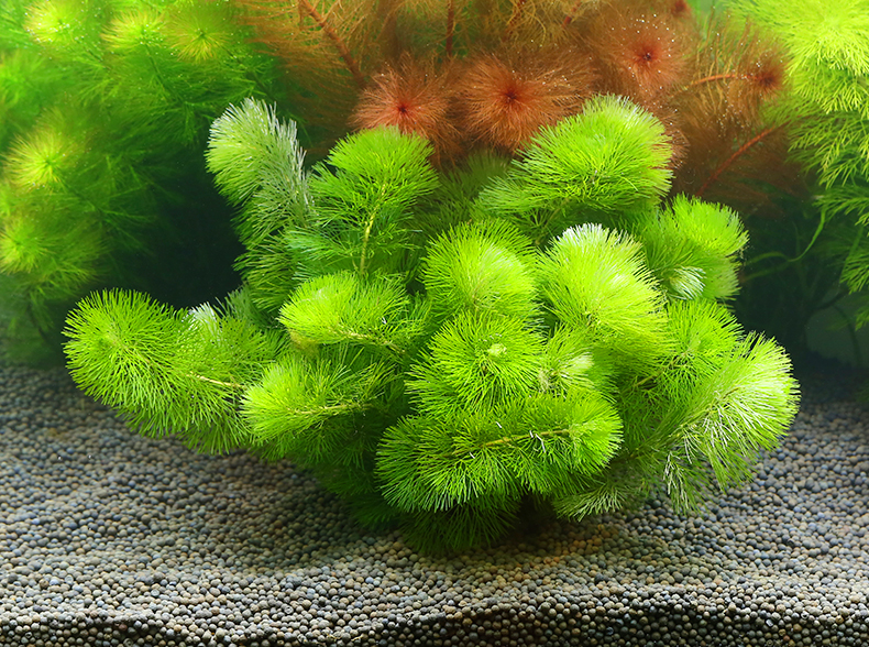 奇溢自然 金鱼草集锦水族馆红松尾绿千层大宝塔迷你羽毛迷你宝塔 绿
