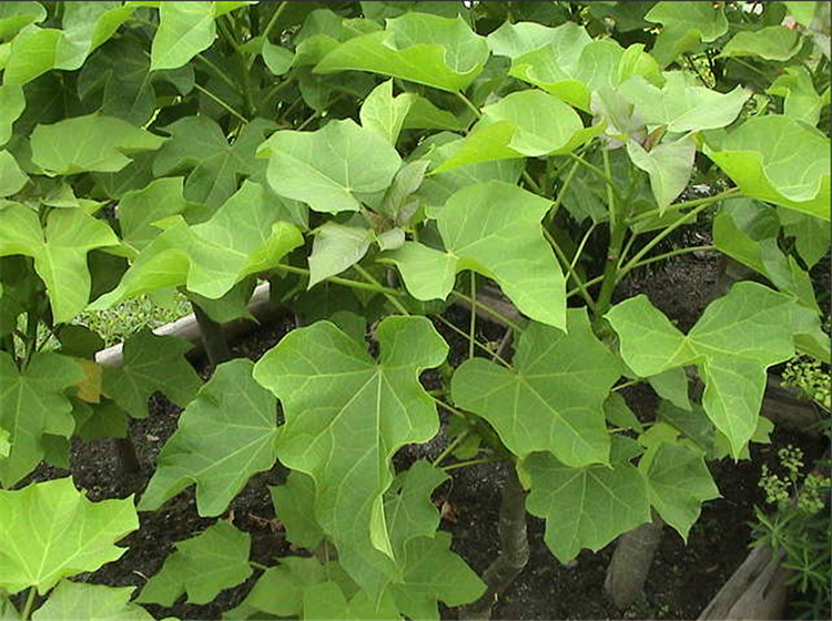 麻疯树种子麻风树种子臭油桐柴油树桐油树种子能源树种子观果种子500