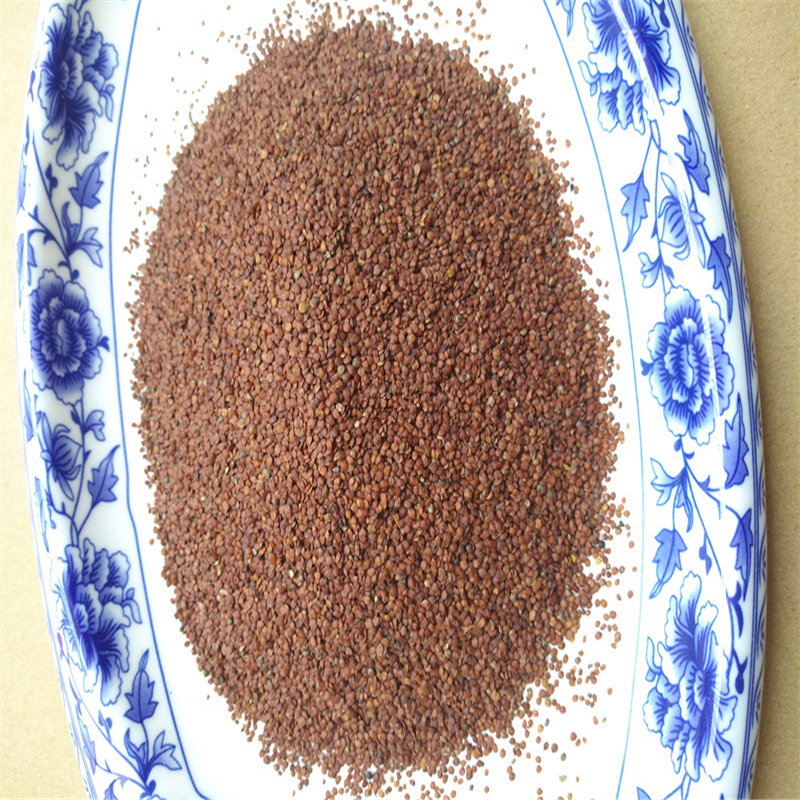 天仙子中草药材南天仙子干净无硫种子sn9487100克