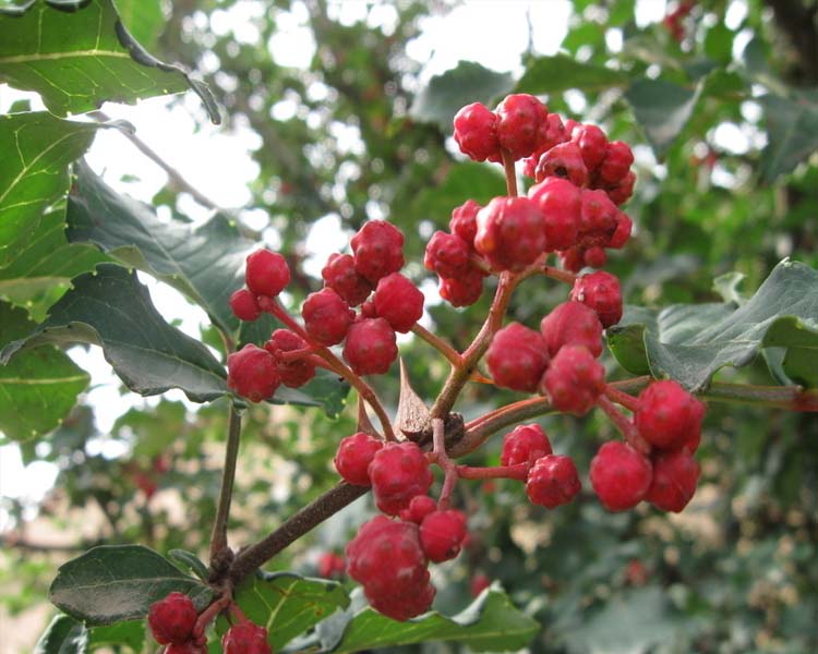 四川麻辣花椒苗大紅袍花椒樹苗麻椒花椒苗批發花椒大苗